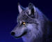 EracusDracul's picture